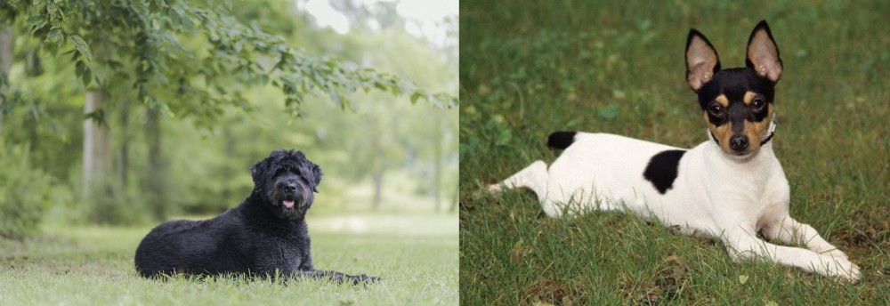 Toy Fox Terrier vs Bouvier des Flandres - Breed Comparison
