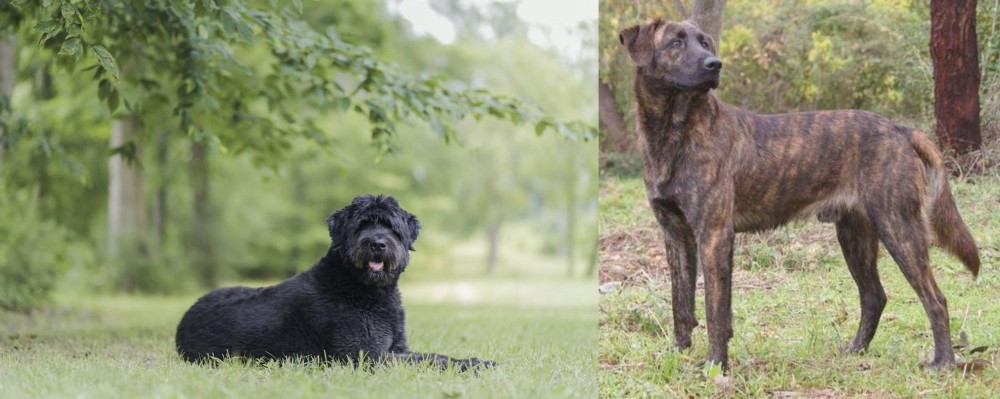 Treeing Tennessee Brindle vs Bouvier des Flandres - Breed Comparison