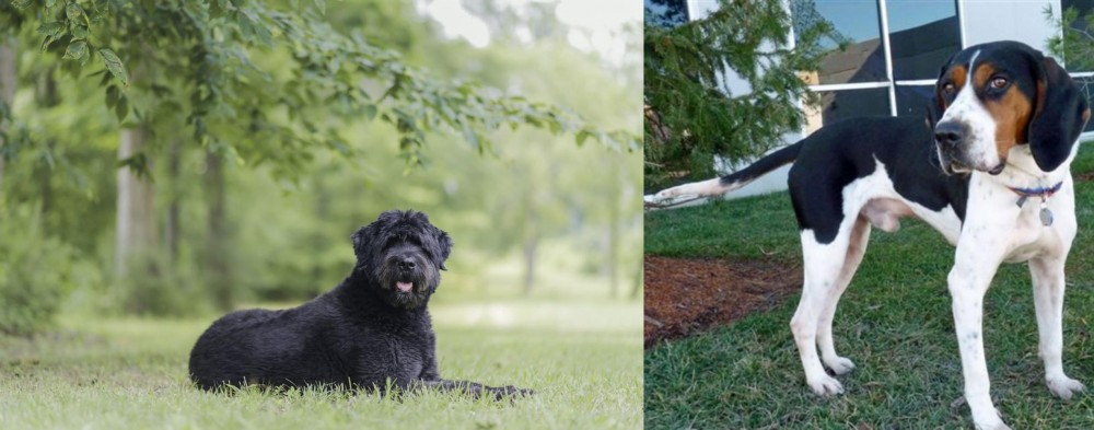 Treeing Walker Coonhound vs Bouvier des Flandres - Breed Comparison
