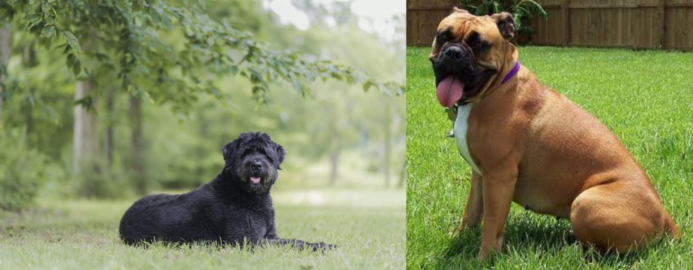 Valley Bulldog vs Bouvier des Flandres - Breed Comparison