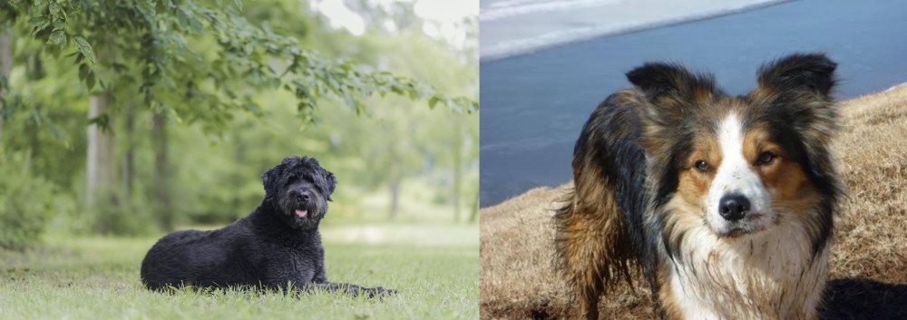 Welsh Sheepdog vs Bouvier des Flandres - Breed Comparison