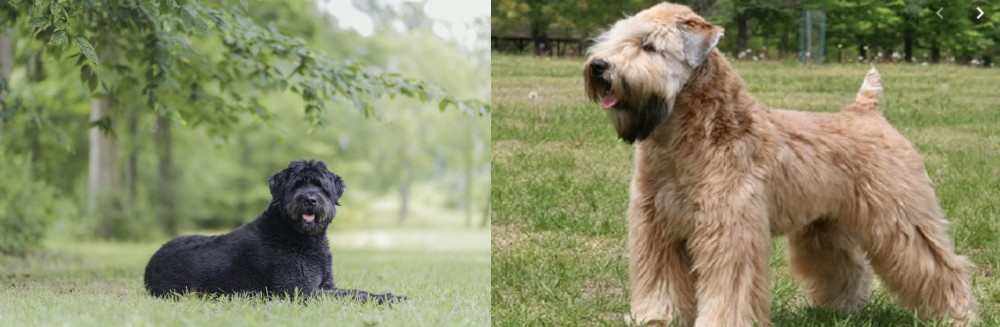 Wheaten Terrier vs Bouvier des Flandres - Breed Comparison