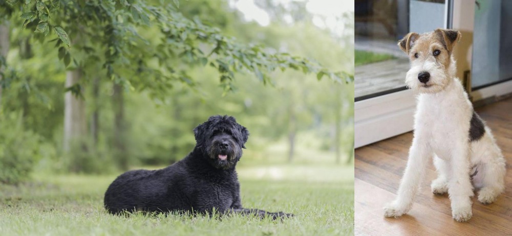 Wire Fox Terrier vs Bouvier des Flandres - Breed Comparison