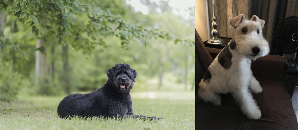 Wire Haired Fox Terrier vs Bouvier des Flandres - Breed Comparison