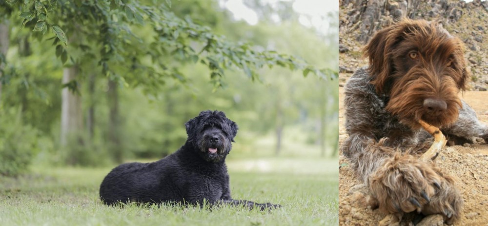 Wirehaired Pointing Griffon vs Bouvier des Flandres - Breed Comparison