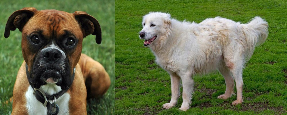 Abruzzenhund vs Boxer - Breed Comparison