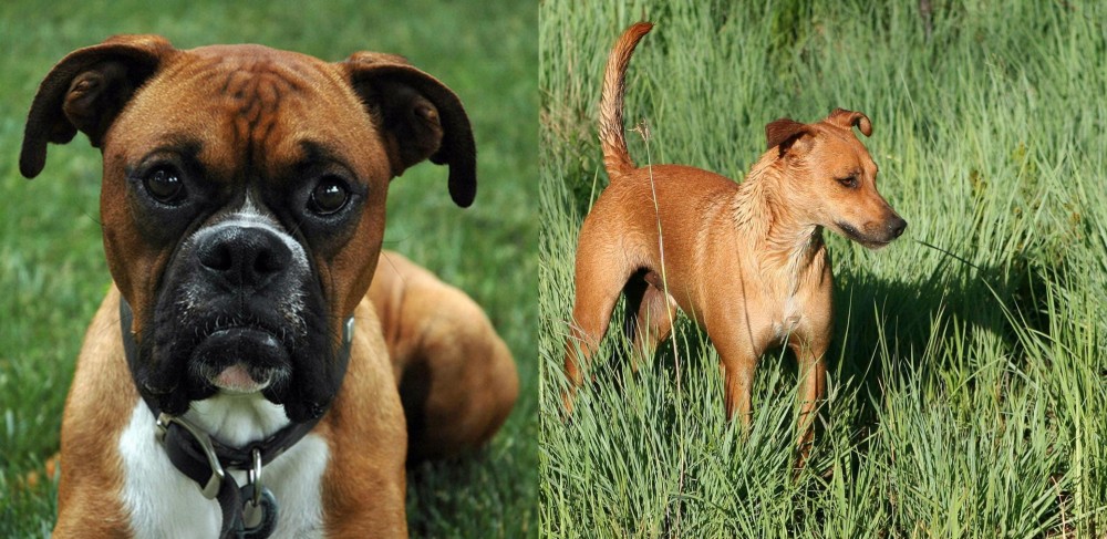 Africanis vs Boxer - Breed Comparison