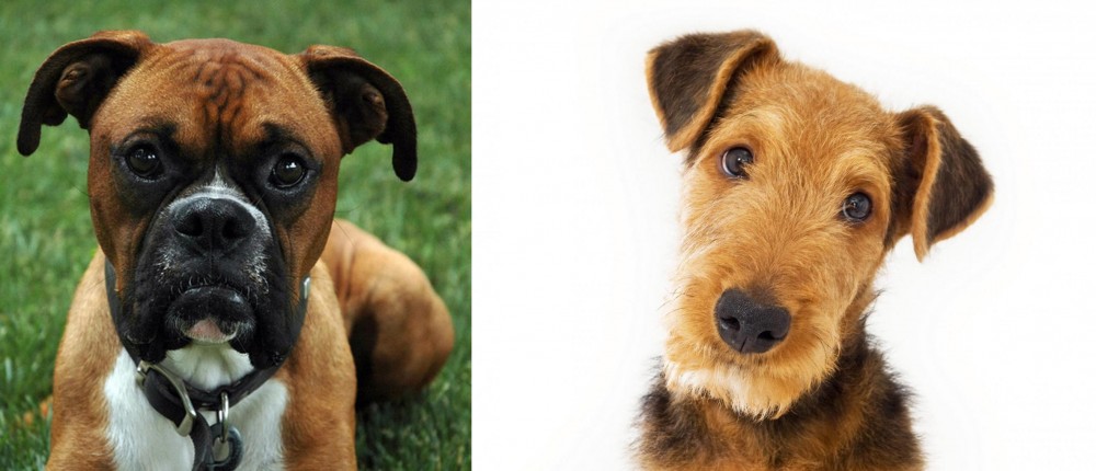 Airedale Terrier vs Boxer - Breed Comparison