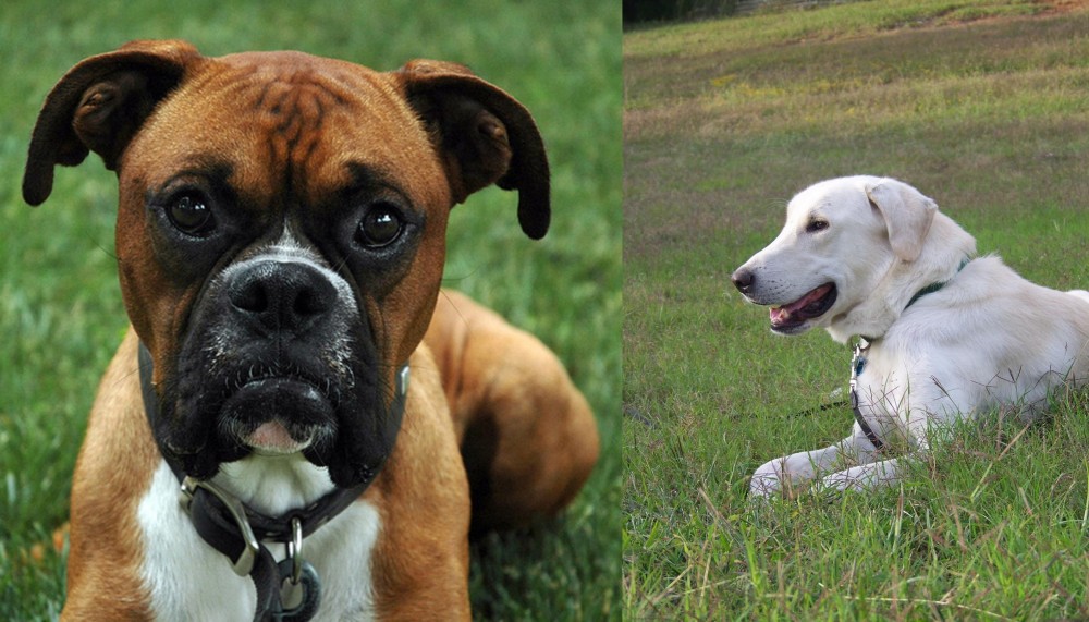 Akbash Dog vs Boxer - Breed Comparison