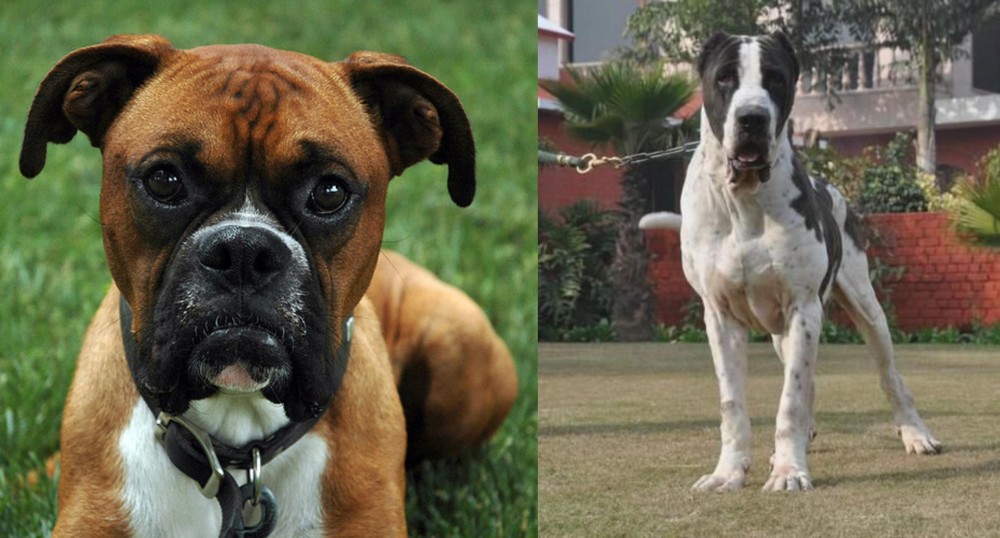 Alangu Mastiff vs Boxer - Breed Comparison