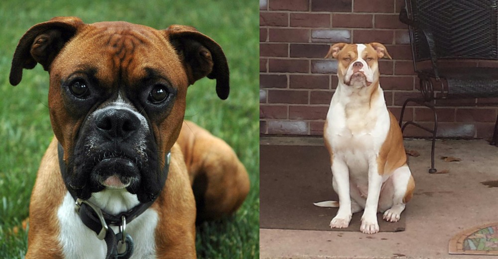 Alapaha Blue Blood Bulldog vs Boxer - Breed Comparison