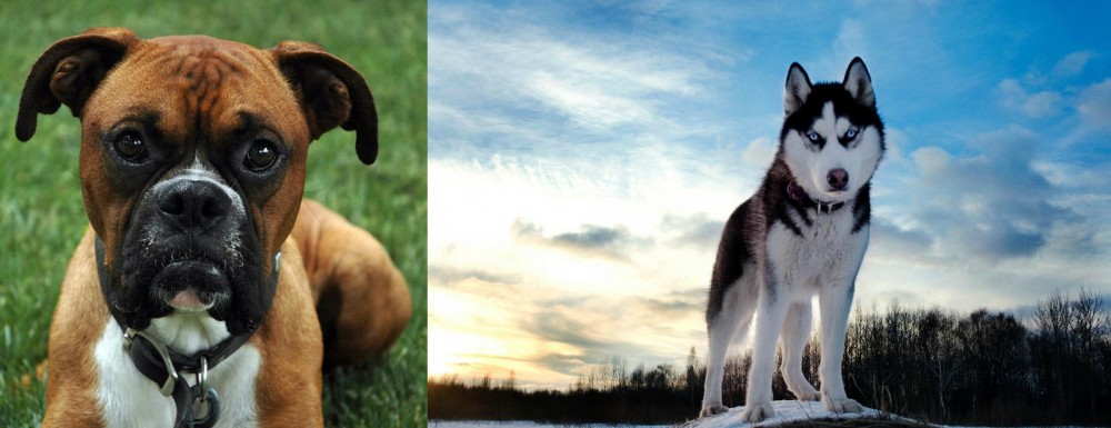 Alaskan Husky vs Boxer - Breed Comparison