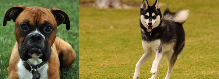 Alaskan Klee Kai vs Boxer - Breed Comparison