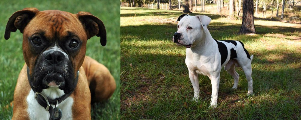 American Bulldog vs Boxer - Breed Comparison