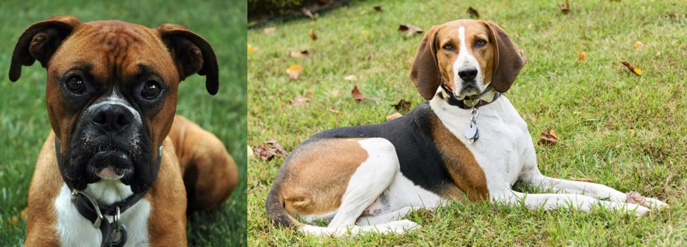 American English Coonhound vs Boxer - Breed Comparison