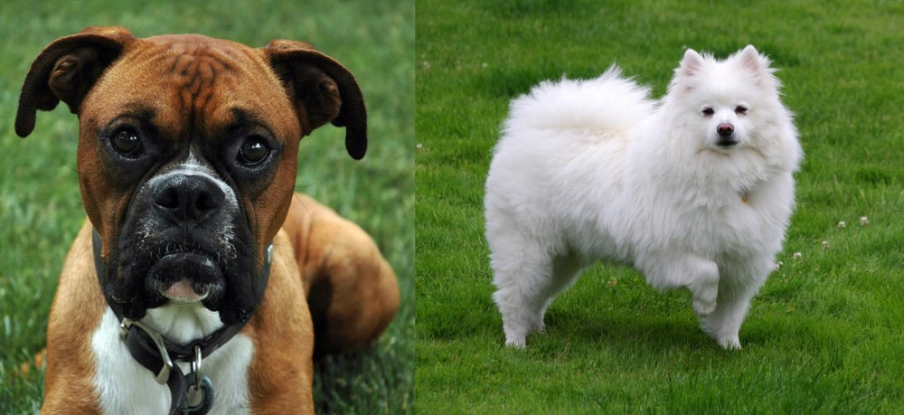 American Eskimo Dog vs Boxer - Breed Comparison
