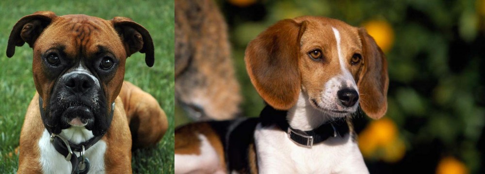 American Foxhound vs Boxer - Breed Comparison