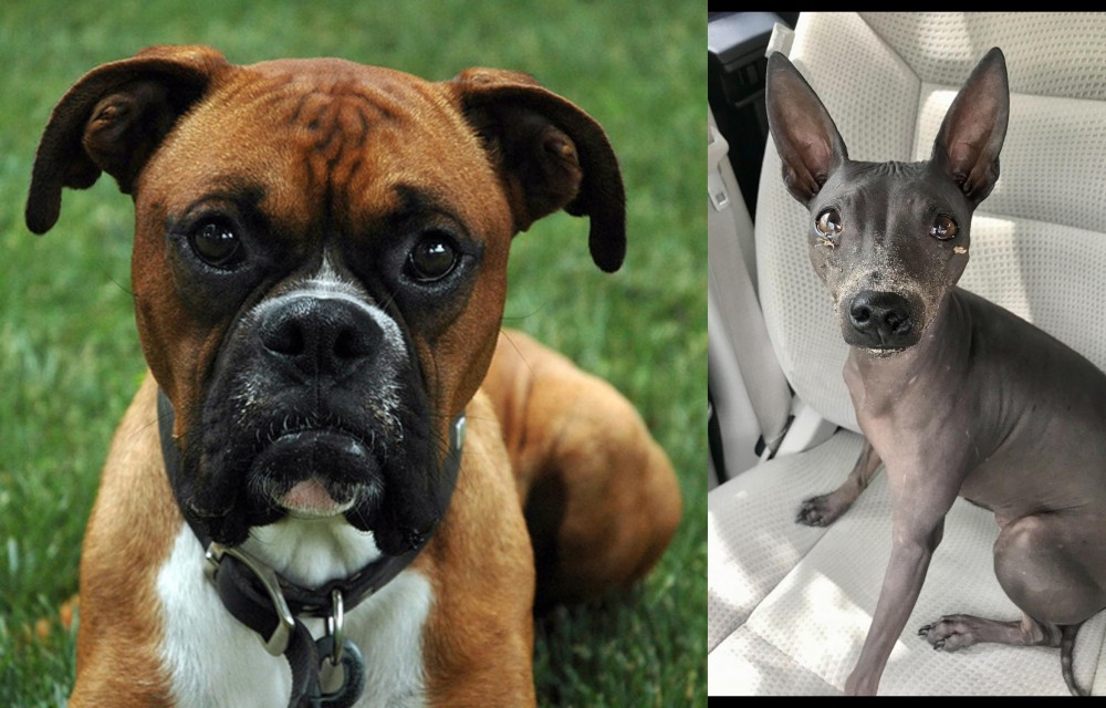 American Hairless Terrier vs Boxer - Breed Comparison