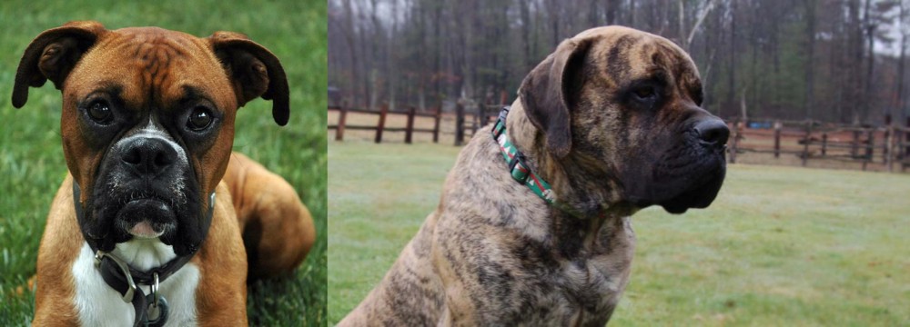 American Mastiff vs Boxer - Breed Comparison