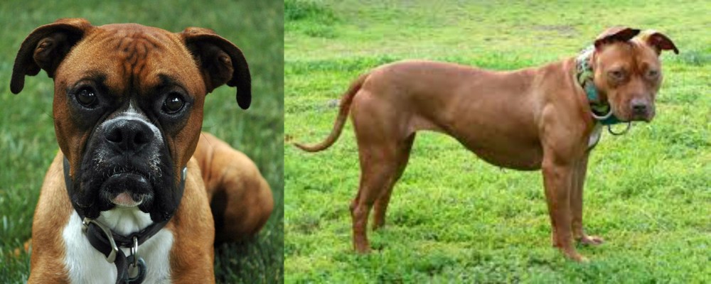 American Pit Bull Terrier vs Boxer - Breed Comparison