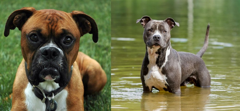 American Staffordshire Terrier vs Boxer - Breed Comparison