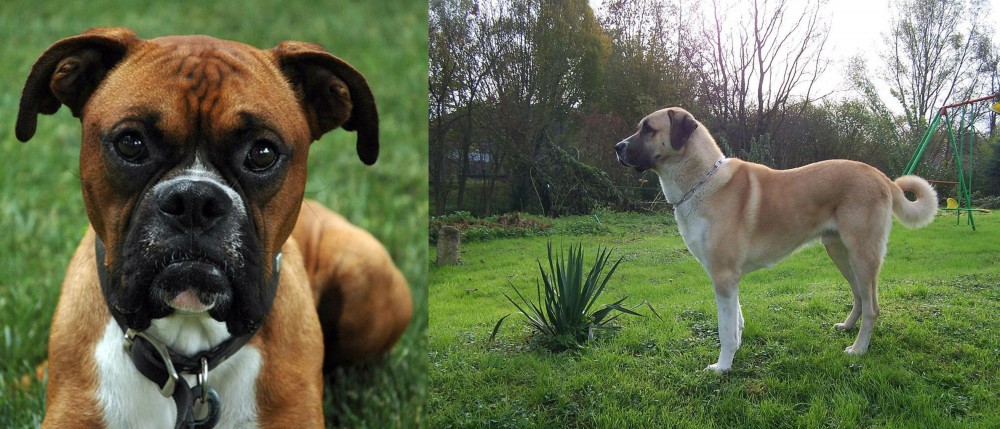 Anatolian Shepherd vs Boxer - Breed Comparison