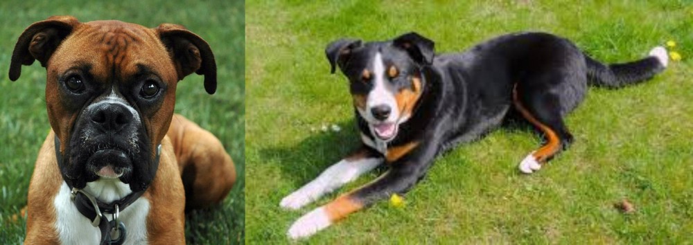 Appenzell Mountain Dog vs Boxer - Breed Comparison