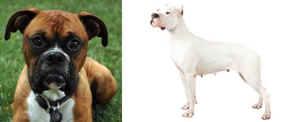 Argentine Dogo vs Boxer - Breed Comparison