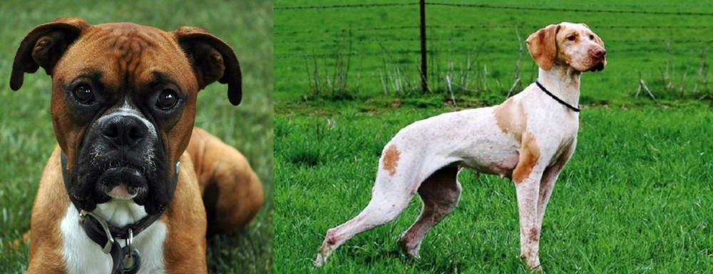 Ariege Pointer vs Boxer - Breed Comparison
