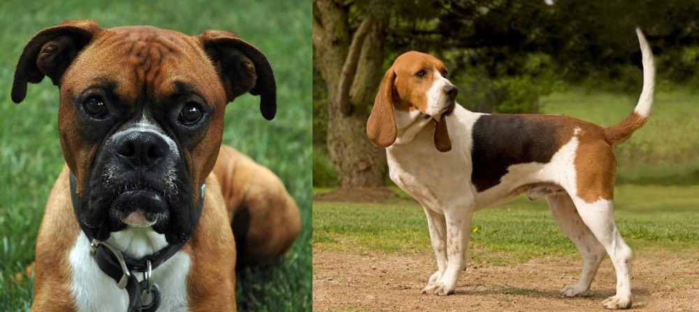 Artois Hound vs Boxer - Breed Comparison