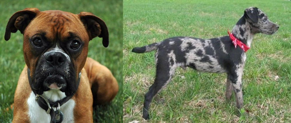 Atlas Terrier vs Boxer - Breed Comparison