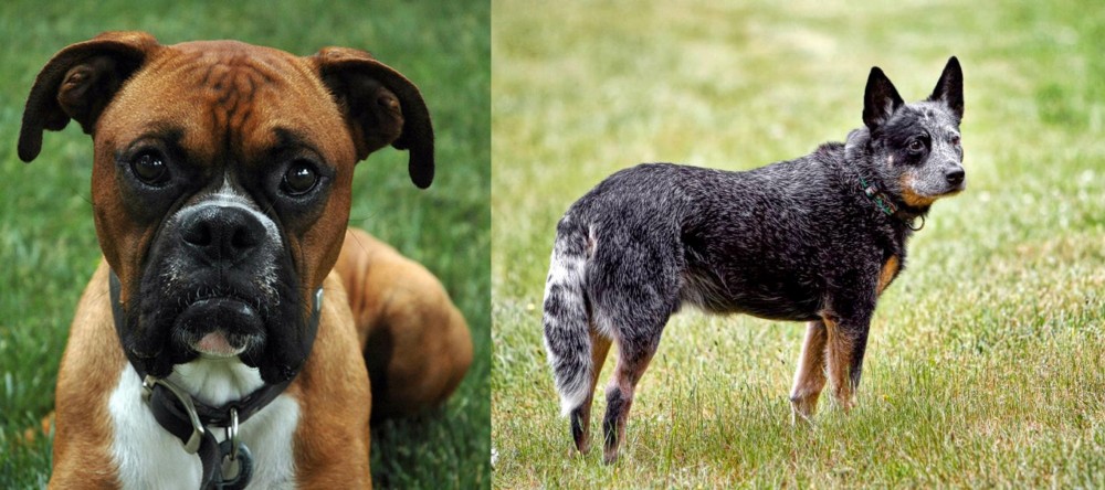 Austrailian Blue Heeler vs Boxer - Breed Comparison