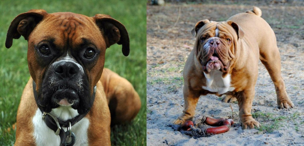 Australian Bulldog vs Boxer - Breed Comparison