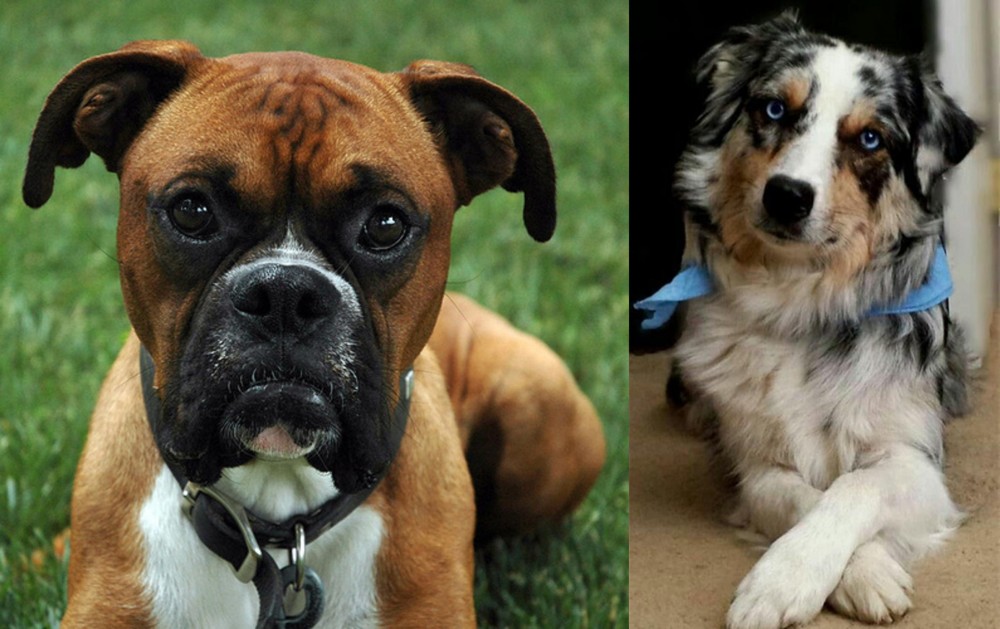 Australian Collie vs Boxer - Breed Comparison