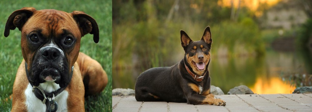 Australian Kelpie vs Boxer - Breed Comparison