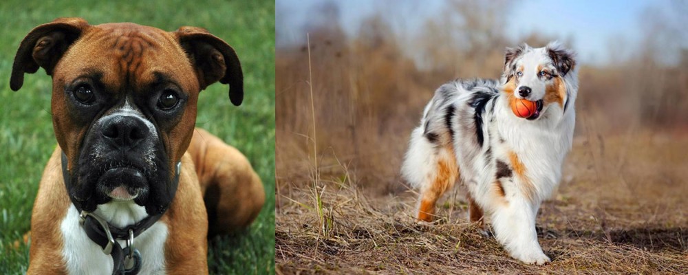 Australian Shepherd vs Boxer - Breed Comparison