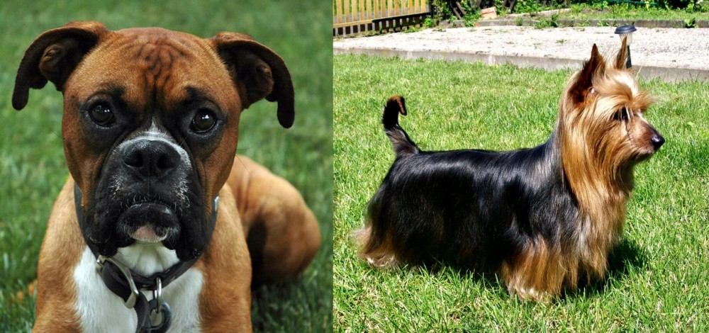 Australian Silky Terrier vs Boxer - Breed Comparison