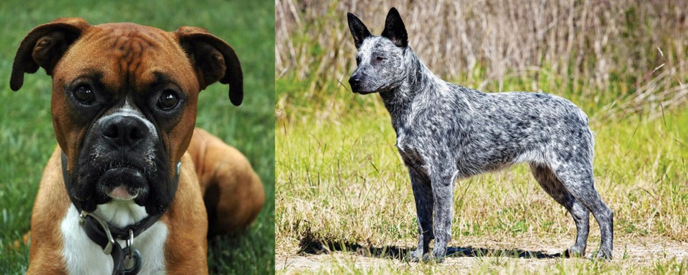 Australian Stumpy Tail Cattle Dog vs Boxer - Breed Comparison