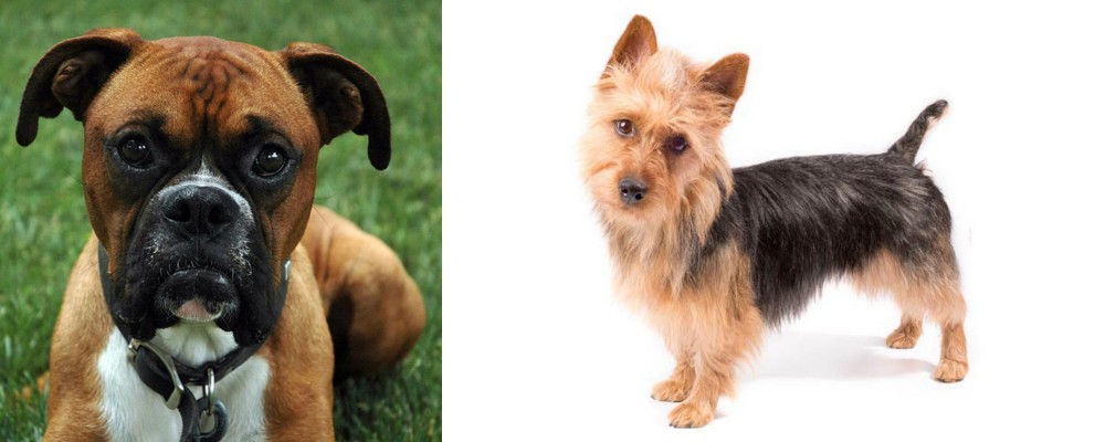 Australian Terrier vs Boxer - Breed Comparison