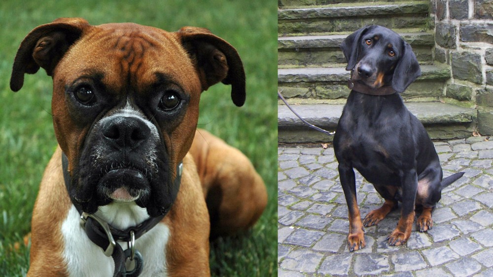 Austrian Black and Tan Hound vs Boxer - Breed Comparison