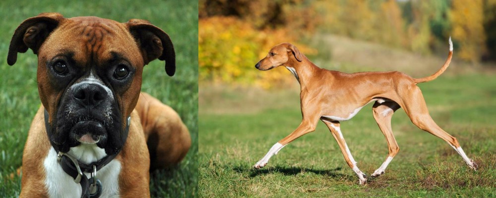 Azawakh vs Boxer - Breed Comparison