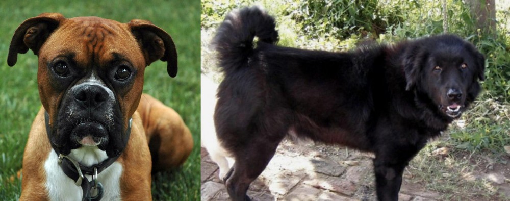 Bakharwal Dog vs Boxer - Breed Comparison