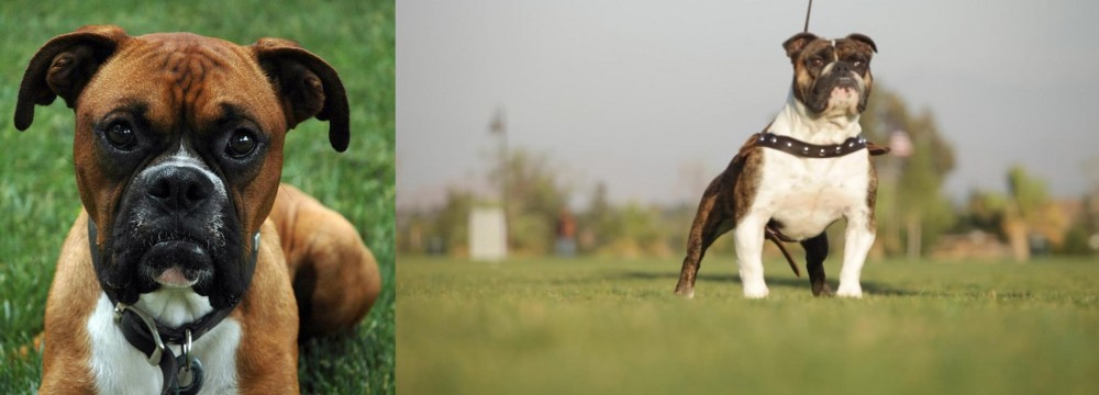 Bantam Bulldog vs Boxer - Breed Comparison