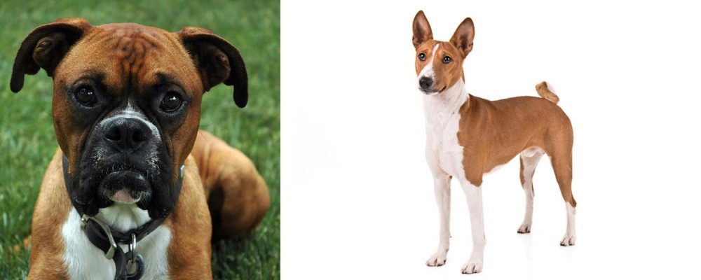 Basenji vs Boxer - Breed Comparison