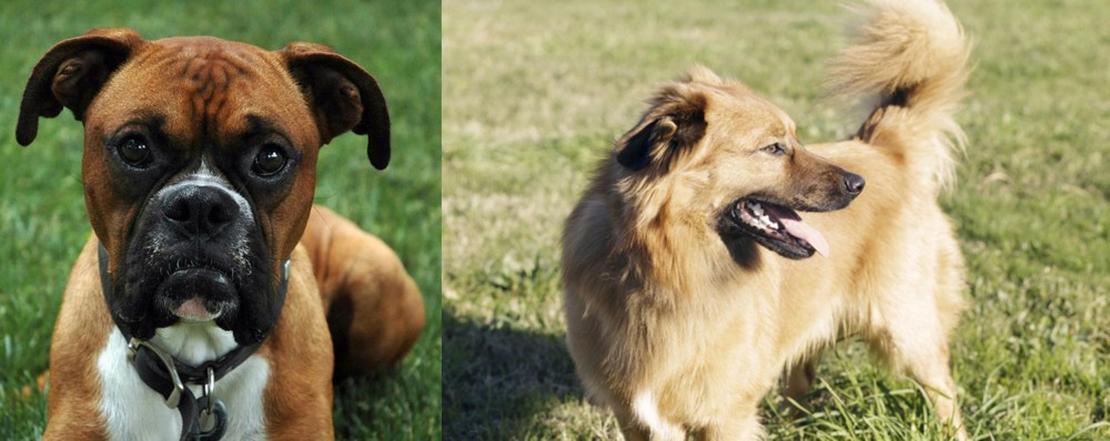Basque Shepherd vs Boxer - Breed Comparison