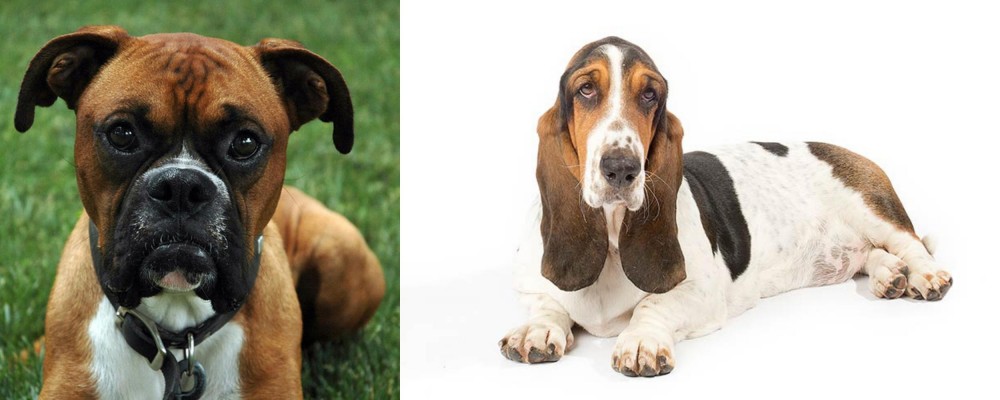 Basset Hound vs Boxer - Breed Comparison