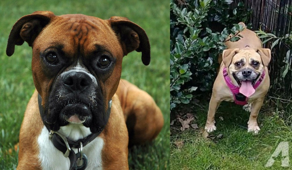 Beabull vs Boxer - Breed Comparison
