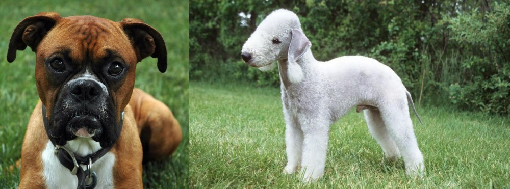 Bedlington Terrier vs Boxer - Breed Comparison