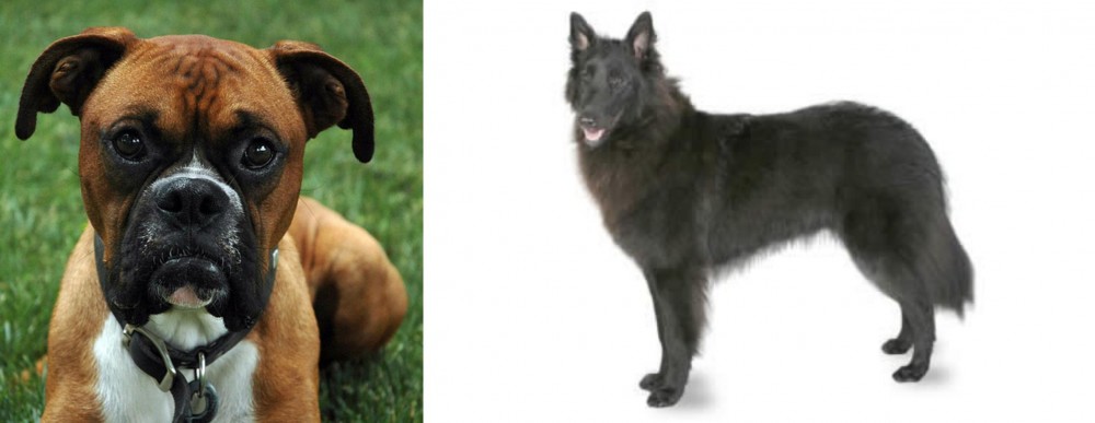Belgian Shepherd vs Boxer - Breed Comparison