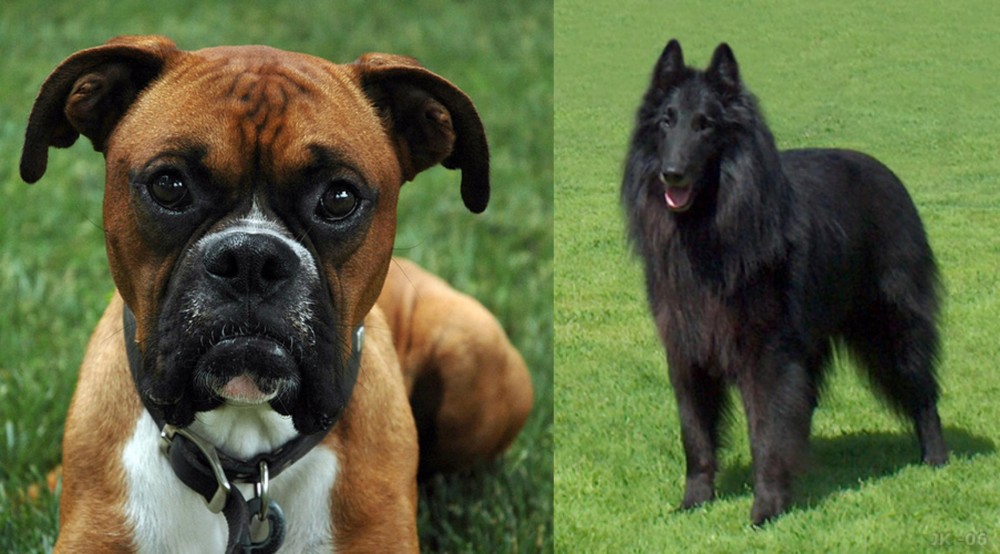 Belgian Shepherd Dog (Groenendael) vs Boxer - Breed Comparison